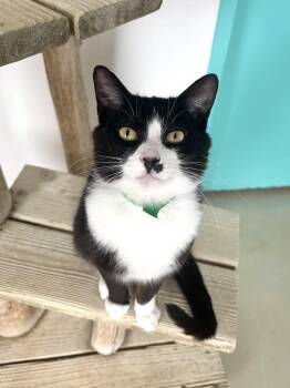 Domestic Short Hair Cats Available for Adoption in Chicago, Illinois - Jehoshaphat | PetCurious
