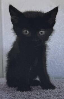 Flipper -  Domestic Short Hair Cat for Adoption in Fort Madison, Iowa - Flipper | PetCurious
