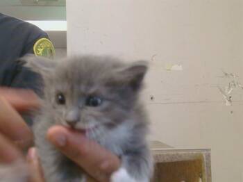 EMERALD -  Domestic Short Hair Cat for Adoption in Sacramento, California - EMERALD | PetCurious
