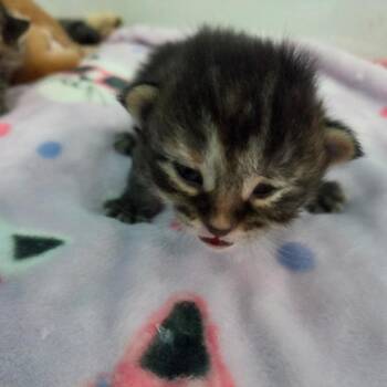 Little Miss Fabulous -  Domestic Medium Hair Cat for Adoption in Portage, Michigan - Little Miss Fabulous | PetCurious