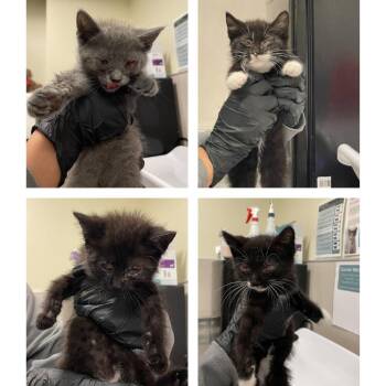 Crop Top -  Domestic Short Hair Cat for Adoption in Chicago, Illinois - Crop Top | PetCurious