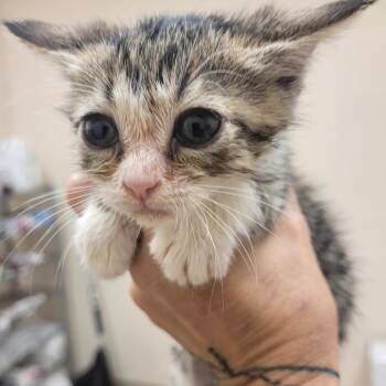 Pretzel -  Domestic Short Hair Cat for Adoption in Lake Panasoffkee, Florida - Pretzel | PetCurious