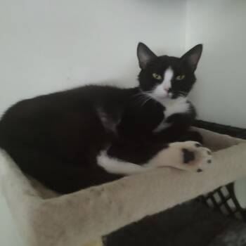 Rescue Domestic Short Hair Cats for Adoption in Kenhorst, Pennsylvania - Henrietta (Etta) | PetCurious