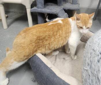 MAX -  Domestic Short Hair and Tabby Cat Available for Adoption in Lexington, Tennessee - MAX | PetCurious