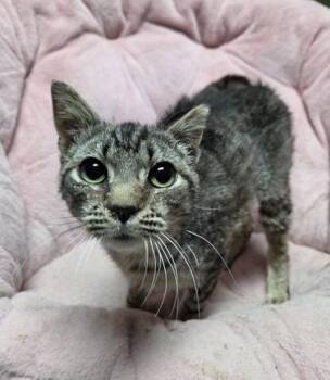 Dr. Melissa King -  Domestic Short Hair Cat for Adoption in Berwick, Pennsylvania - Dr. Melissa King | PetCurious