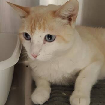 Butters -  Siamese Cat for Adoption in Spokane, Washington - Butters | PetCurious