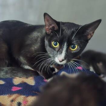 Domestic Short Hair Cats Available for Adoption in San Jacinto, California - Meowdonna | PetCurious
