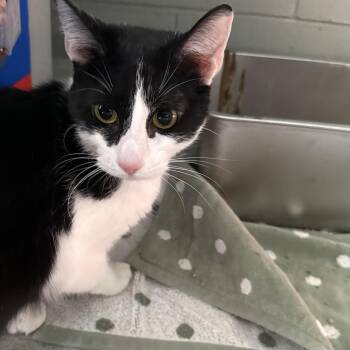 Mayor -  Domestic Short Hair Cat for Adoption in Indianapolis, Indiana - Mayor | PetCurious