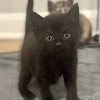 Domestic Short Hair Cats Available for Adoption in Silver Spring, Maryland - Pepper (Available 5/16) | PetCurious