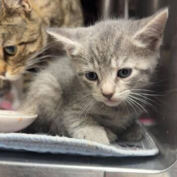 Domestic Short Hair Cats Available for Adoption in Jacksboro, Tennessee - Gracie | PetCurious
