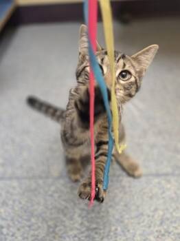 Scott -  Domestic Short Hair Cat for Adoption in Westland, Michigan - Scott | PetCurious