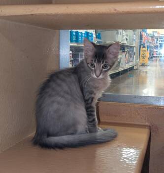 Mr Squeaks -  Domestic Short Hair Cat for Adoption in Rowlett, Texas - Mr Squeaks | PetCurious