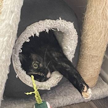 Domestic Medium Hair Cats Available for Adoption in Bryan, Texas - Pivot  | PetCurious