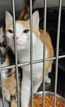 Russell -  Domestic Short Hair Cat for Adoption in Ogden, Utah - Russell | PetCurious