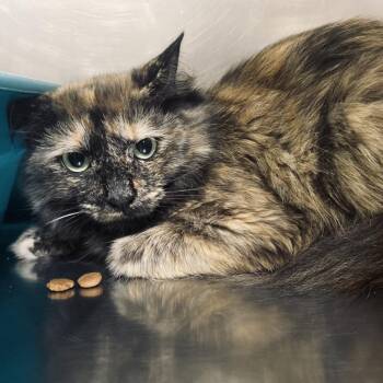Mary -  Domestic Medium Hair Cat for Adoption in Mentor, Ohio - Mary | PetCurious