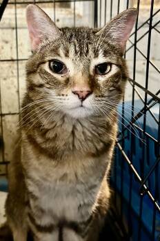 Nala -  American Shorthair and Tabby Cat for Adoption in New Orleans, Louisiana - Nala | PetCurious