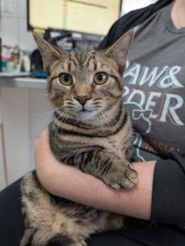 Rescue Domestic Short Hair Cats for Adoption in Canfield, Ohio - AMERICA | PetCurious