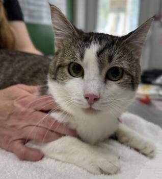 Rescue Domestic Short Hair Cats for Adoption in Athens, Georgia - Subnub | PetCurious