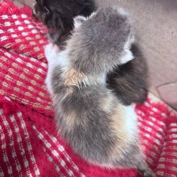 Kit Kat -  Domestic Short Hair Cat for Adoption in Springtown, Texas - Kit Kat | PetCurious
