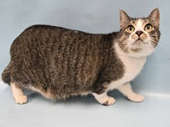 Rescue Domestic Short Hair Cats for Adoption in Minneapolis, Minnesota - Bear | PetCurious