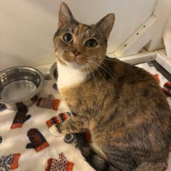 Fifi -  Domestic Short Hair Cat for Adoption in Carencro, Louisiana - Fifi | PetCurious