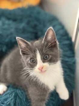 Tom Petty -  Domestic Short Hair Cat for Adoption in Rowlett, Texas - Tom Petty | PetCurious