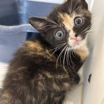 Domestic Medium Hair Cats Available for Adoption in Portland, Texas - Miki | PetCurious