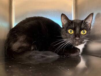 MOLLY -  Domestic Short Hair Cat for Adoption in Santa Rosa, California - MOLLY | PetCurious