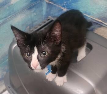 260592  Juliet -  Domestic Short Hair Cat for Adoption in Wetumpka, Alabama - 260592  Juliet | PetCurious