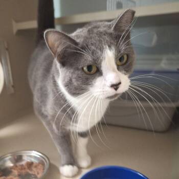 Faiyaz -  Domestic Short Hair Cat for Adoption in Cumming, Georgia - Faiyaz | PetCurious