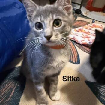 Sitka -  Domestic Short Hair Cat for Adoption in Olympia, Washington - Sitka | PetCurious