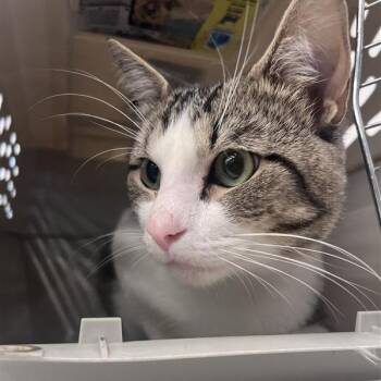 Cotton -  Domestic Short Hair Cat for Adoption in Bentonville, Arkansas - Cotton | PetCurious