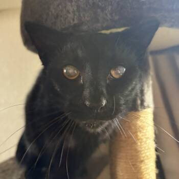 Domestic Short Hair Cats Available for Adoption in Colcord, Oklahoma - Max | PetCurious