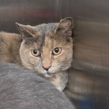 Peaches -  Domestic Short Hair Cat for Adoption in Buffalo, New York - Peaches | PetCurious