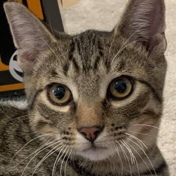 Mocha -  Domestic Short Hair Cat for Adoption in Las Vegas, Nevada - Mocha | PetCurious