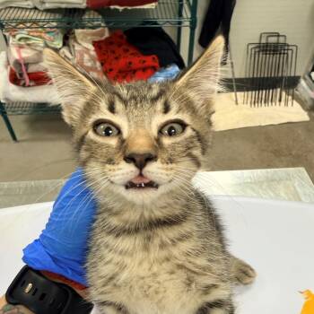 107446 -  Domestic Short Hair Cat Available for Adoption in Las Cruces, New Mexico - 107446 | PetCurious