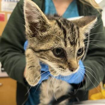 Gason -  Domestic Short Hair Cat for Adoption in Durango, Colorado - Gason | PetCurious