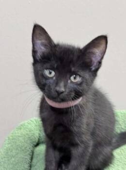 Zion -  Domestic Short Hair Cat for Adoption in Lincoln, Nebraska - Zion | PetCurious