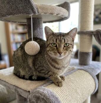 Gurelle -  Domestic Short Hair Cat for Adoption in Chandler, Arizona - Gurelle | PetCurious