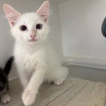Hurricane -  Domestic Short Hair Cat for Adoption in Phoenix, Arizona - Hurricane | PetCurious