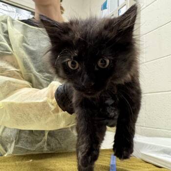 Starburst -  Domestic Long Hair Cat for Adoption in Murray, Utah - Starburst | PetCurious
