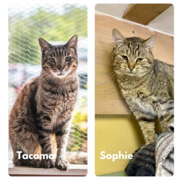 Rescue Domestic Short Hair Cats for Adoption in Napa, California - Tacoma | PetCurious