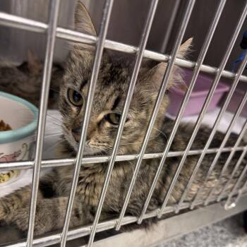 Hazel -  Domestic Short Hair Cat for Adoption in Port Charlotte, Florida - Hazel | PetCurious