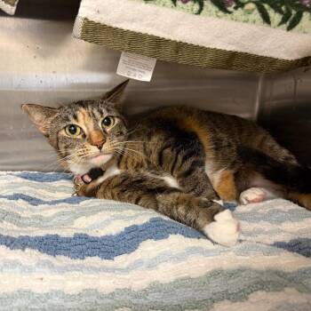 Domestic Short Hair Cats Available for Adoption in Pittsburgh, Pennsylvania - Isabella | PetCurious