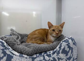 Coralina -  Domestic Short Hair Cat for Adoption in Raleigh, North Carolina - Coralina | PetCurious