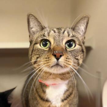 Olivia -  Domestic Short Hair Cat for Adoption in New York, New York - Olivia | PetCurious