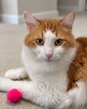 Zeus -  Domestic Long Hair Cat for Adoption in Allen, Texas - Zeus | PetCurious