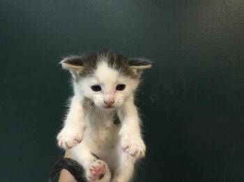 Domestic Short Hair Cats Available for Adoption in Thousand Palms, California - CASTIEL | PetCurious