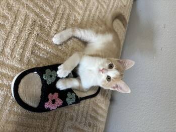Ripley -  Domestic Short Hair Cat for Adoption in Ephrata, Washington - Ripley | PetCurious