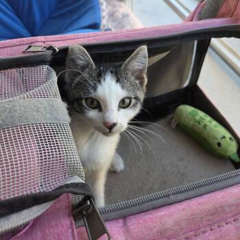 Rescue Tabby and Domestic Short Hair Cats for Adoption in Harrisburg, Pennsylvania - Chestnut | PetCurious